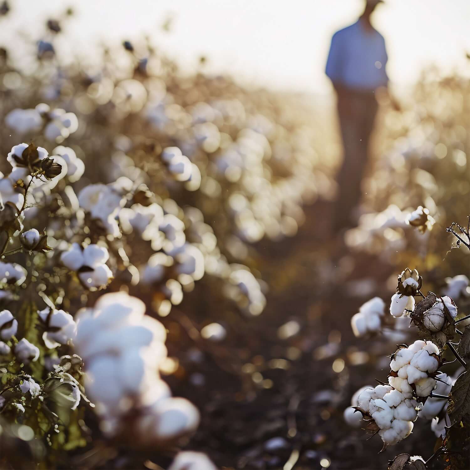 A cotton field at sunset, with a farmer in the distance, showcasing bountiful cotton plants.